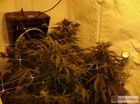 Jack Herer Grow Journal How To Grow Weed Indoors