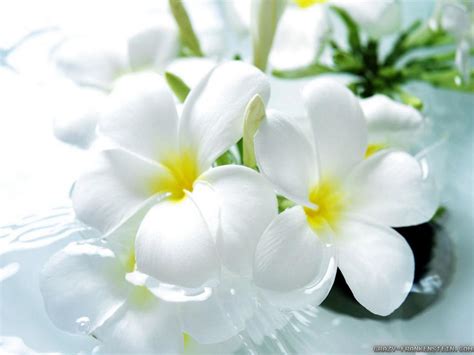 Beautiful White Flowers Wallpaper 1024x768 22611