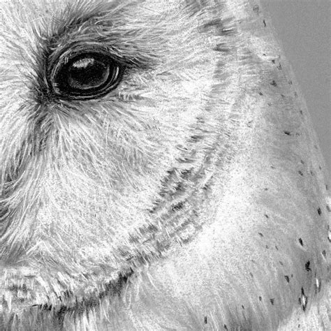 Barn Owl Art Prints By British Bird Artist Jill Dimond — Thethrivingwild