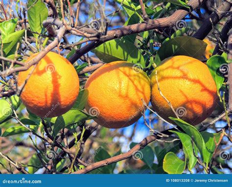 Three Ripening Oranges Close Up In Tree In Arizona Usa Stock Photo