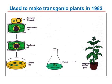 An organism that contains one or more artificially inserted genes, typically from another species. PPT - How transgenic plants are made PowerPoint Presentation, free download - ID:2010598