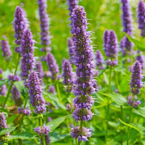 Organic Anise Hyssop Seeds Ireland Agastache Foeniculum Seed Herb