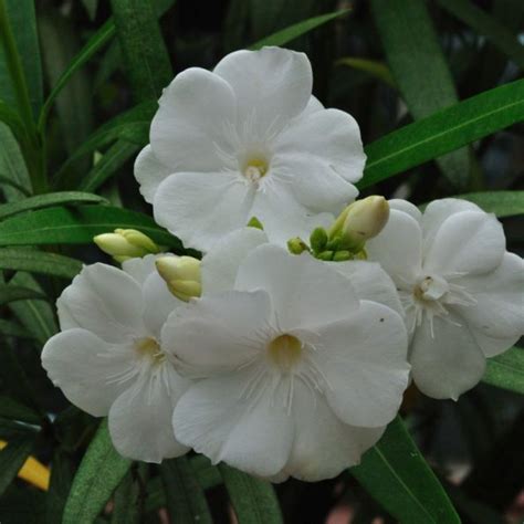 Dwarf White Oleander Star Nursery Garden And Rock Centers