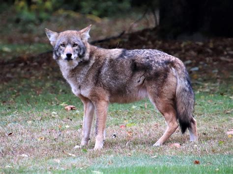 Eastern Coyote 101719 Sharon Friends Of Conservation