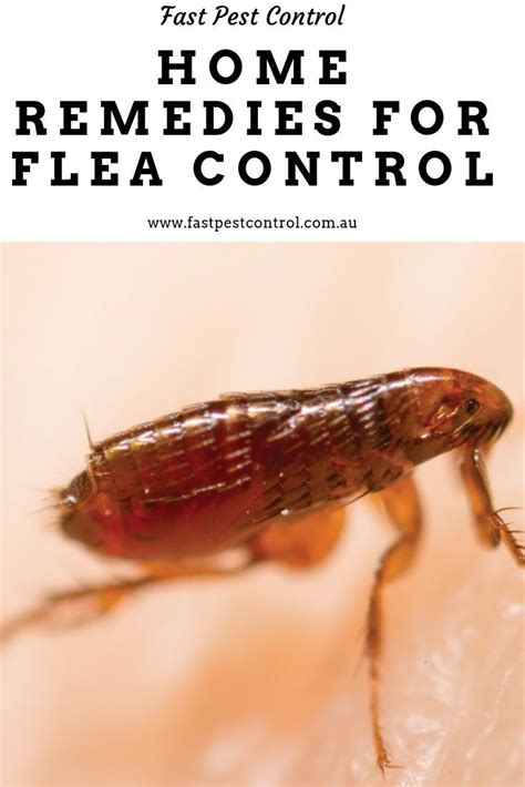 home remedies for flea control flea remedies home remedies for fleas flea control