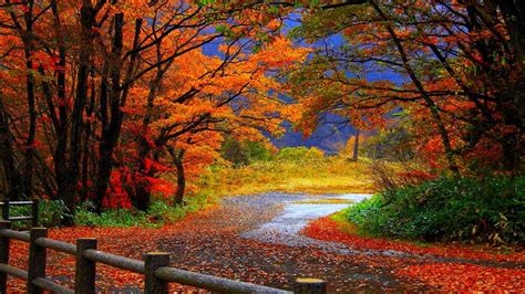 Path Between Colorful Autumn Leafed Trees In Forest During Daytime Hd