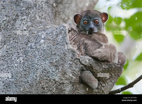 Ankarana Sportive Lemur Lepilemur Ankaranensis Ankarana Np