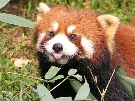 Red Pandas Wiki Animal Amino🐾 Amino