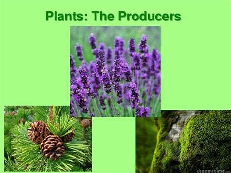 Ppt Plants The Producers Powerpoint Presentation Free Download Id