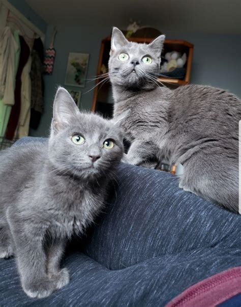 Are These Russian Blues Theyre For Adoption And Listed As Domestic