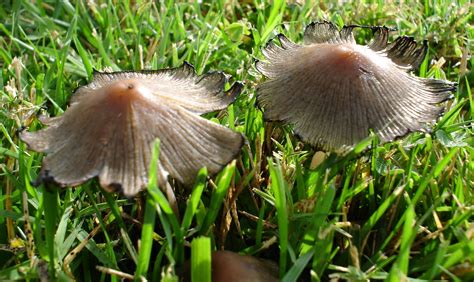 Wild Mushrooms Gardening Photo 2740656 Fanpop