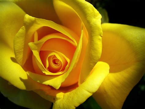 Romantic Flowers: Yellow Rose Flower