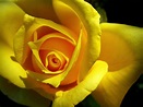 Romantic Flowers: Yellow Rose Flower