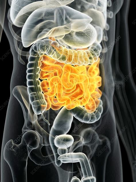 Male Small Intestine Illustration Stock Image F0117117 Science Photo Library