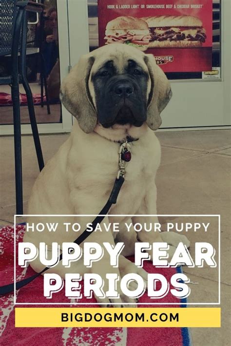 Your puppy will experience two fear periods, both of which are a normal evolutionary part of puppy development. Puppy Fear Periods: 5 Simple Tips That Can Save Your Puppy!