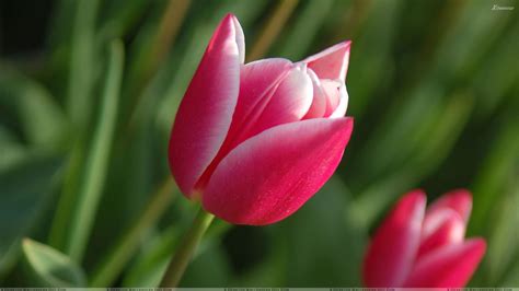 Pink Tulips Wallpaper 1920x1080 42514