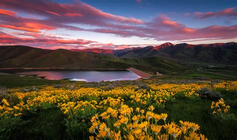 East Canyon Yellow Balsamroot Sunset Landscape Photography Clint