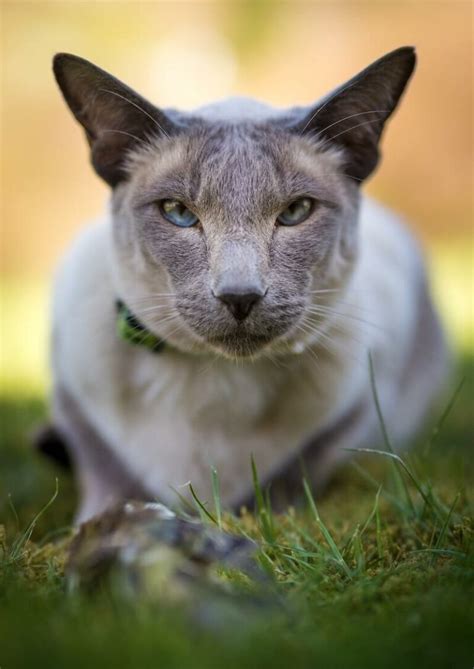 Lilac Point Siamese A Legendary Asian Cat From Thailand Feline Paws