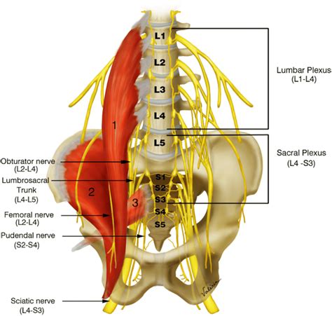 Abdominal Muscles Lumbosacral Plexus Gluteal Region Muscle Diagram