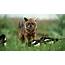 Deadly Wildlife Photos  Wild Hunters National Geographic Channel Asia