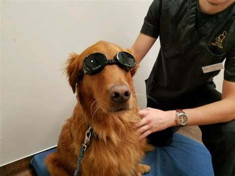 Psbattle This Golden Retriever Wearing Goggles Photoshopbattles