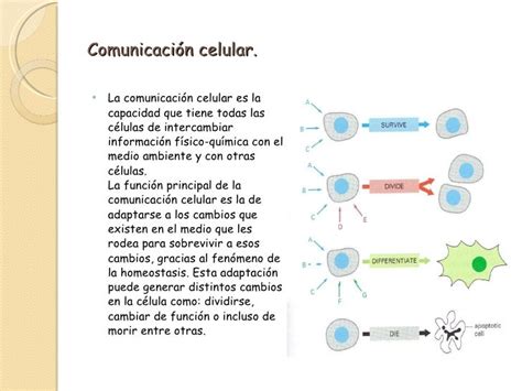 Comunicación Celular