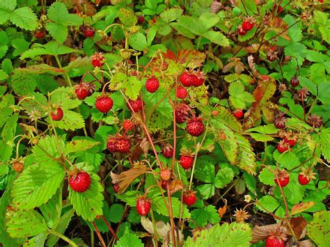 Lot Of 5 Wild Woodland Strawberry Live Plants Edible Fruit Etsy