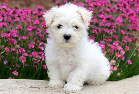 Small doodles, designer, and purebred puppies for sale in lone star, texas. Maltese Puppies For Sale | Puppy Adoption | Keystone Puppies