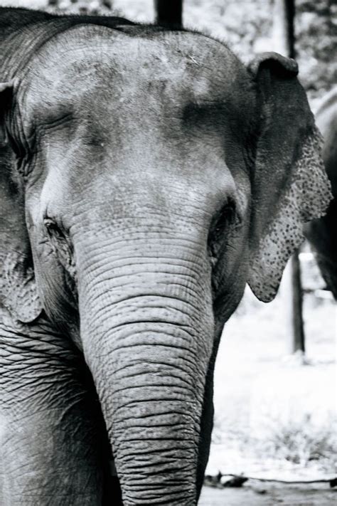 Visit An Amazing Elephant Camp Myanmar Sidecar Photo