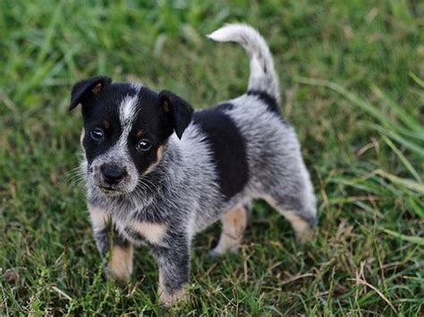 1000 Images About Blue Heelers On Pinterest Puppys So Cute And Best