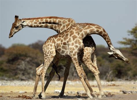 Sexual Reproduction Fascinating Africa