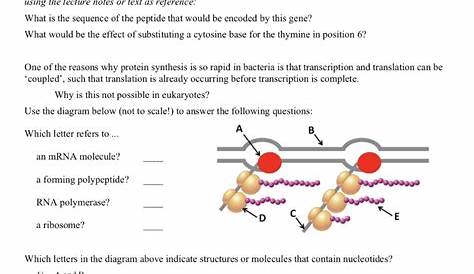 Protein Synthesis Worksheet Fill The Diagram In | TUTORE.ORG - Master