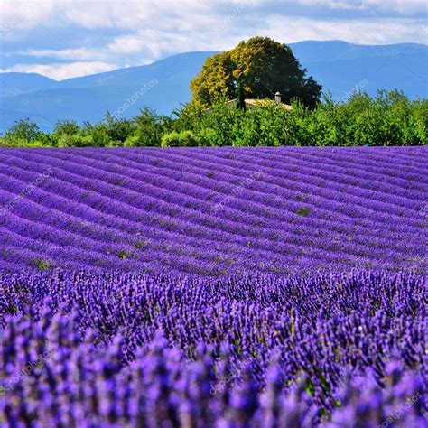 Lavender Field Provence France Stock Photo By Znm666 117202988