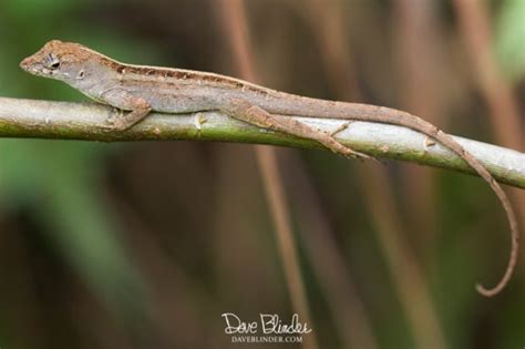 Common Lizards Of The Florida Everglades Dave Blinder Nature Photography