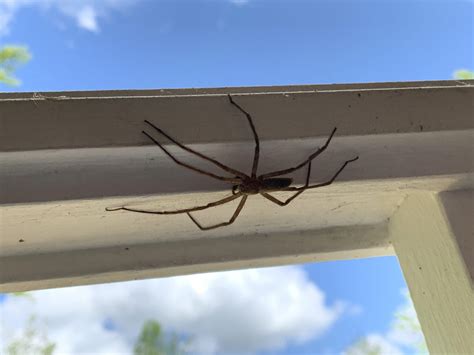 Unidentified Spider In Belews Creek North Carolina United States