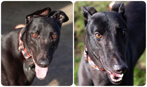 Help Sam and Ollie find their furever homes! - The Barking ...