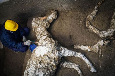 Aksiyonun tavan yaptığı, game of thrones dizisindeki john snow'ın başrolde olduğu harika bir sinema filmi.hikaye m.s 79 senesinde geçiyor. Pompeii horse remains: Archaeologists release stunning photos of horses preserved in lava - The ...