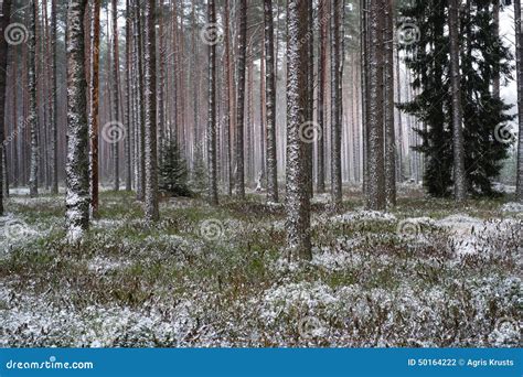 Forest After Light Snowfall Stock Photo Image Of Light Snowfall