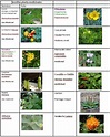 Lista 94+ Foto 100 Nombres De Plantas Con Imágenes Actualizar