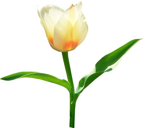 Tulip Png Image Transparent Image Download Size 1331x1189px