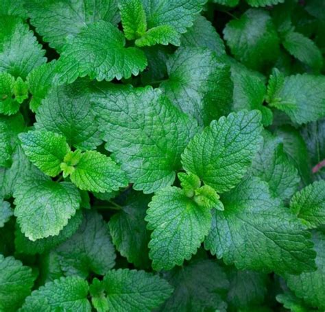 Fresh Mint Leaves 30g Weather Permitting Familier