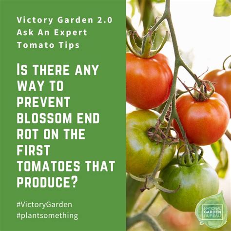 Tomatoes Growing On The Vine With Text That Reads Victory Garden Tomato