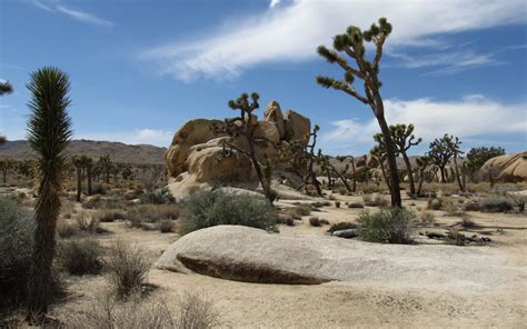 Joshua Tree National Park Hd Wallpaper Background Image 1920x1200