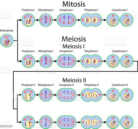 Ilustración De División Celular De Mitosis Y Meiosis Y Más Vectores