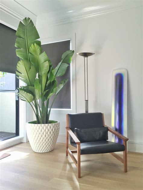 Searching for happy living room ideas? Modern House Plants - Modern - Bedroom - San Francisco ...