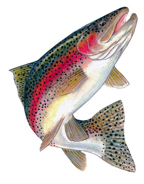 Rainbow Trout Clipart 20 Free Cliparts Download Images On Clipground 2023