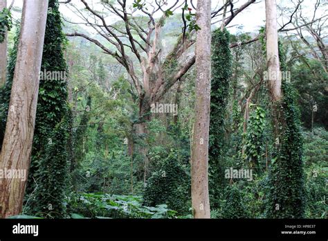 A Tropical Rainforest Stock Photo Alamy