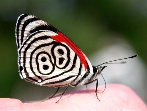 🔥 Diaethria Anna Aka 88 Butterfly 🔥 Rreallifeshinies