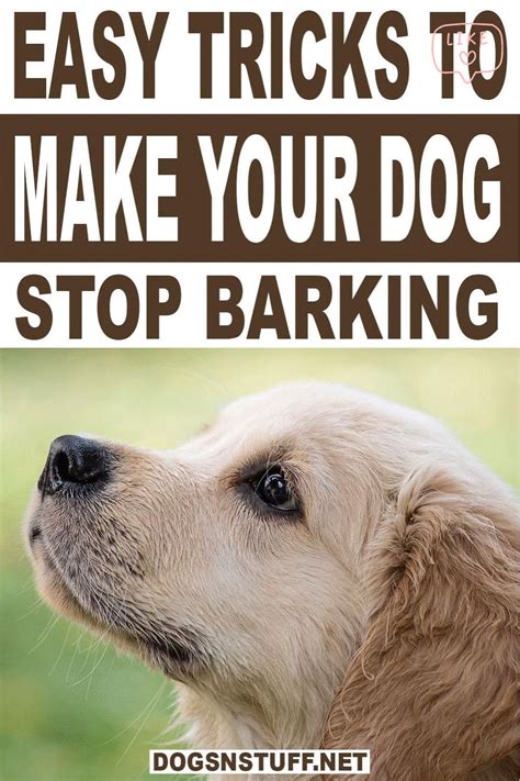 Easy Tricks To Make Your Dog Stop Barking Dog Training Barking Dog