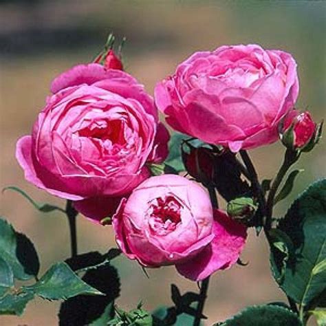 La Reine Victoria Shrub Roses Rose Buy Roses Online